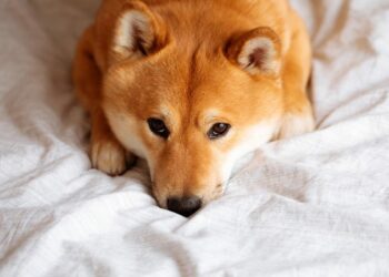 Dogecoin (DOGE) Price Plunged Due to Rumors on Twitter to Stop Crypto Wallet Project