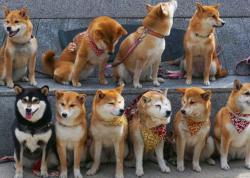 Junk coin like "mushroom grows after rain" after Elon Musk's Halloween post