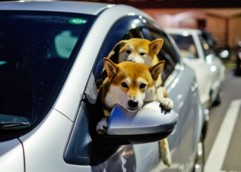 Floki Inu DAO Approves $100M Token Burning Proposal, FLOKI Price 'Soared' Sharply 6 Floki Inu DAO Approves $100M Token Burning Proposal, FLOKI Price 'Soared' Sharply