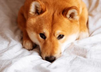 It turned out that Shibarium copied another chain's code but forgot to change the chainID, SHIB price decreased by 10%