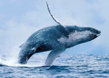 Whale trading pushed the rate of Tellor (TRB) up 360% for the month 2 Whale trading pushed the price of Tellor (TRB) up 360% for the month