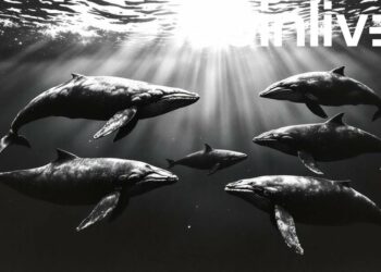 Cardano Whales Dump 4 Million ADA Amid Price Slide