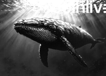 Whales Boost LINK Market Interest